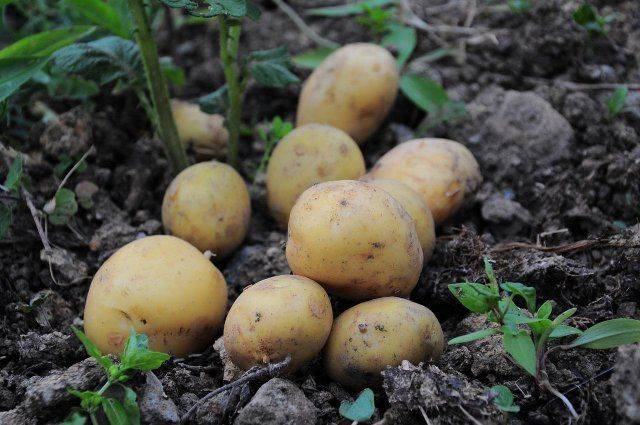 Как максимально точно определить время посадки картофеля на огороде?