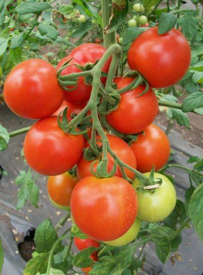 Лучшие сорта томатов для Пермского края для открытого грунта и теплиц