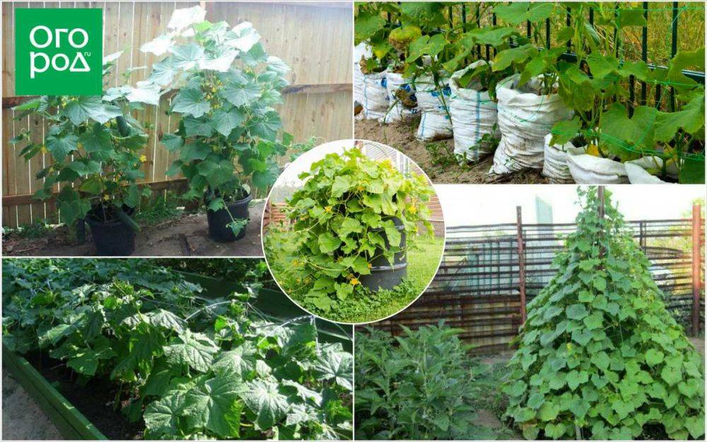 В чем выращивать огурцы: 5 вариантов для компактного огорода