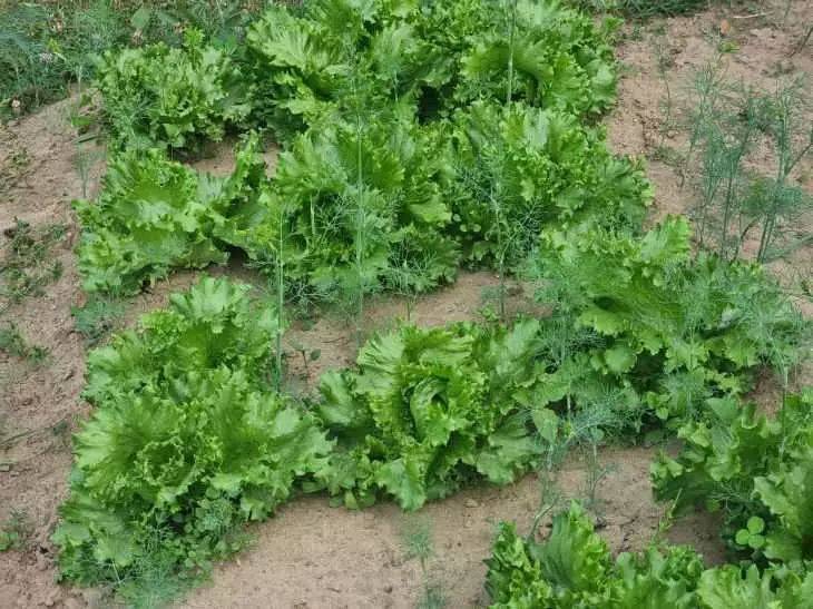 В каком месте огорода нужно сажать салат: зелень будет сочной