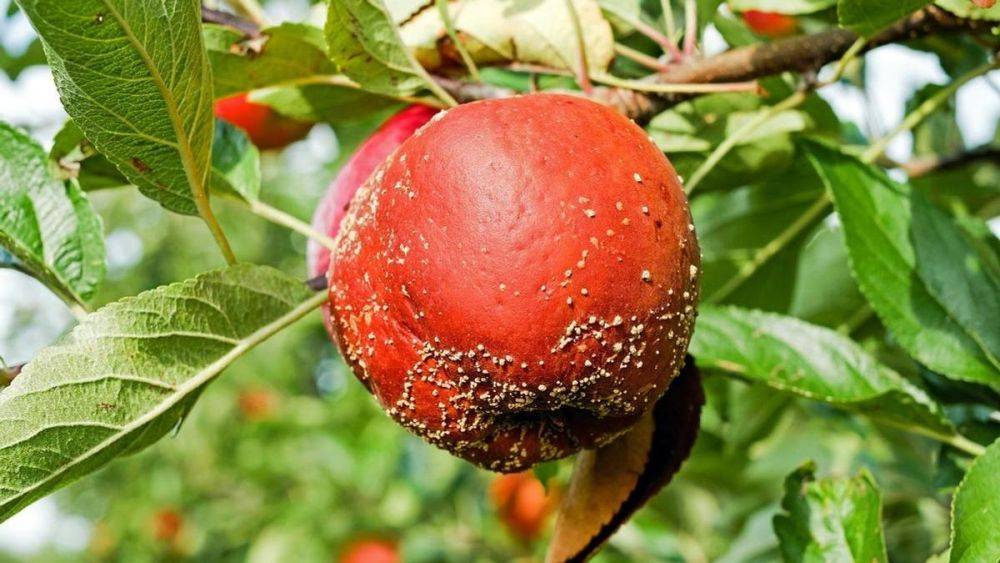 Монилиоз плодовых деревьев: почему появляется и как лечить растения