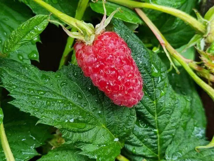 Чем подкормить малину, чтобы ягоды выросли крупными и вкусными: не все дачники знают