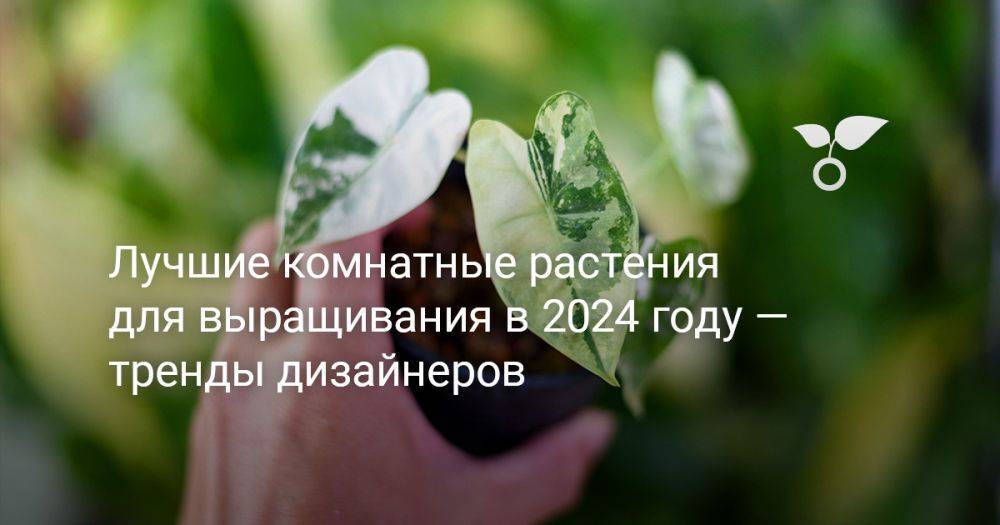 Лучшие комнатные растения для выращивания в 2024 году — тренды дизайнеров