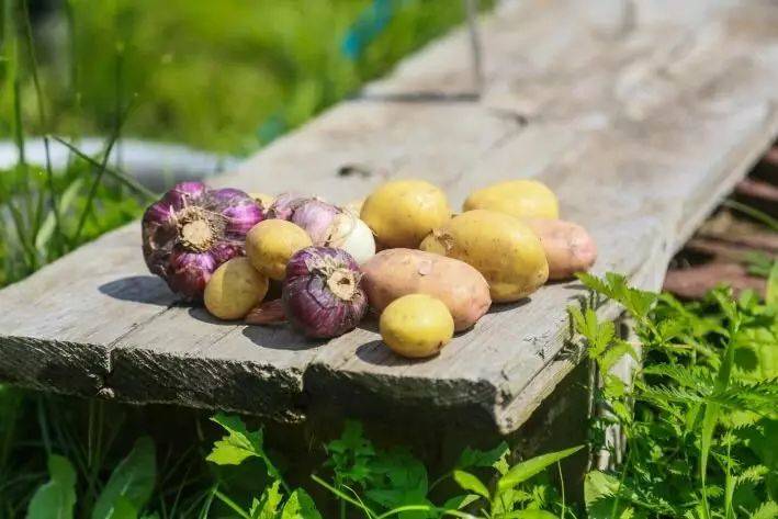 Ошибки при посадке картофеля: как не остаться без урожая