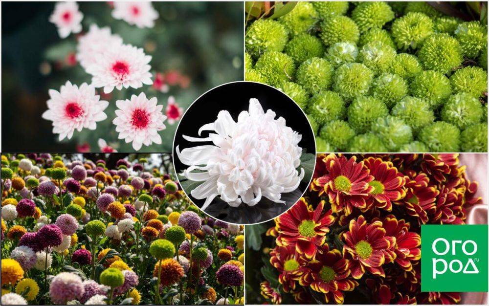 15 необычных сортов хризантем для стильного сада