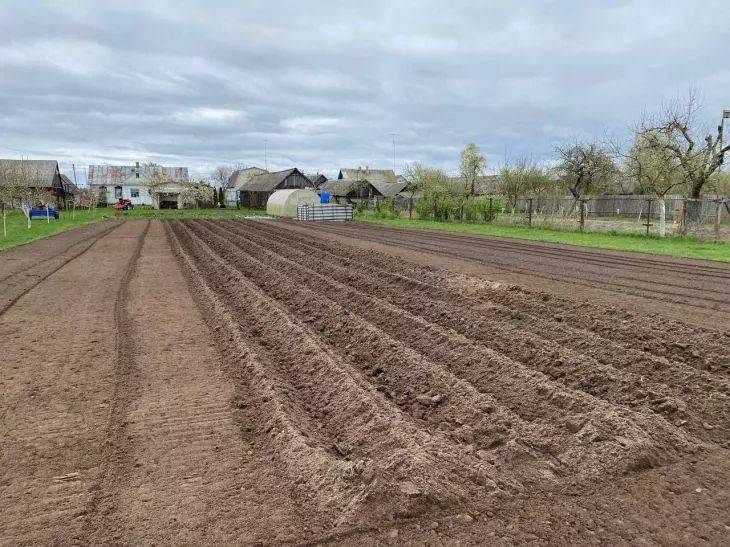 Что нужно добавить в лунки при посадке картошки: под силу это сделать каждому огороднику