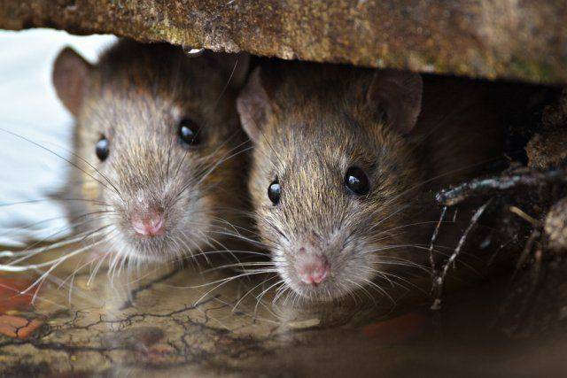 Запах каких растений поможет отпугнуть мышей?