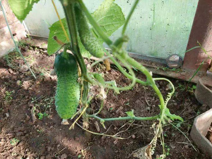 Как одна ошибка может оставить без всего урожая огурцов: опасность подстерегает любого дачника