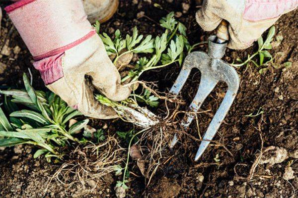 Пять способов избавиться от сорняков в саду и на огороде