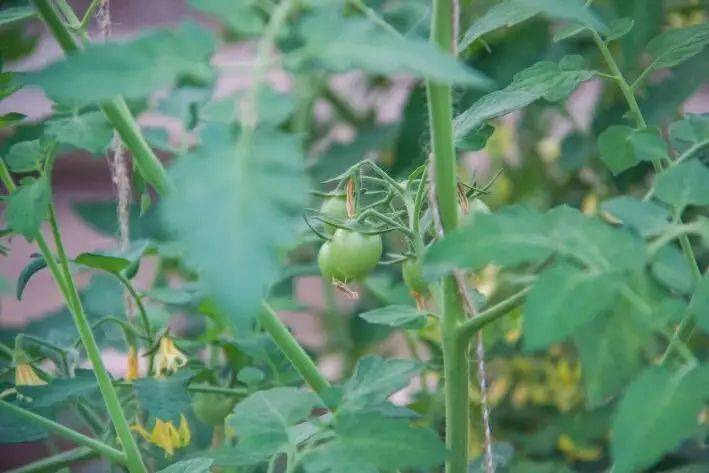 Дедовский метод закалки рассады томатов: задача в три действия