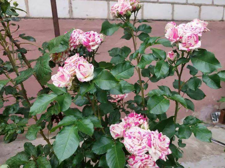 Топ-10 роз, которые из года в год цветут лучше всех: самые яркие сорта – им и уход практически не нужен
