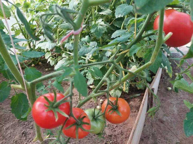 Чем посыпать почву, чтобы помидоры выросли сладкими: этот дачный трюк действительно работает