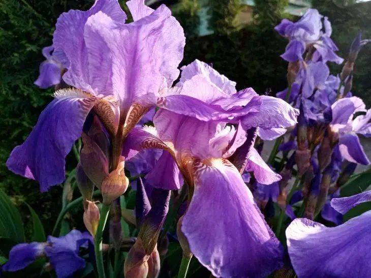 Что каждый уважающий себя цветовод делает с ирисами весной: 4 шага для яркого и пышного цветения
