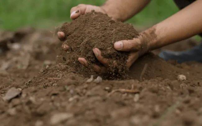 Как избавиться от усталой почвы?
