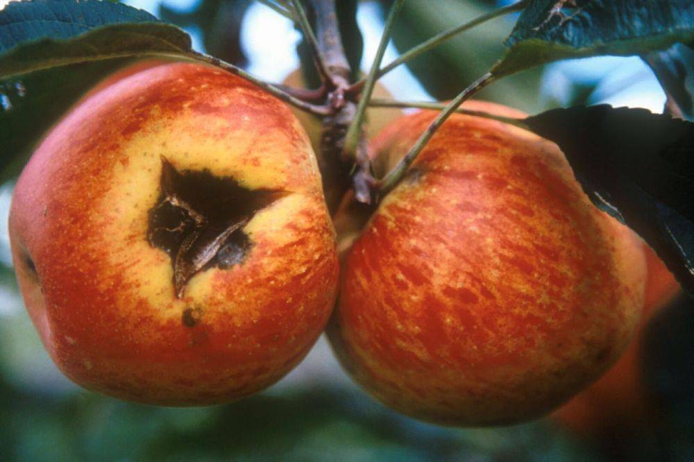 Опасная болезнь яблони и груши – победим или проиграем?