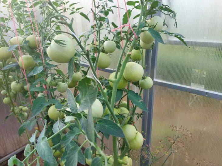 Любопытный народный метод: при посадке помидоров в лунки кладите луковую шелуху