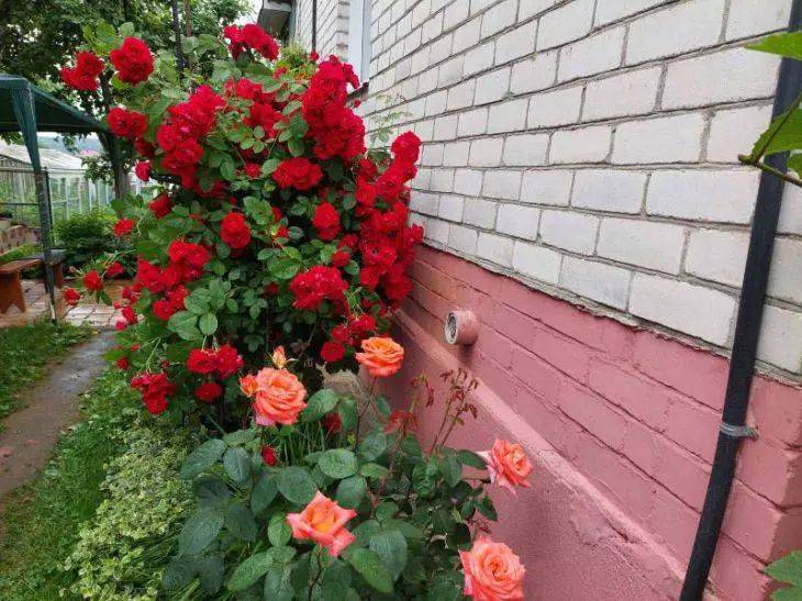 Какие растения не должны расти рядом с розами: советы опытных дачников