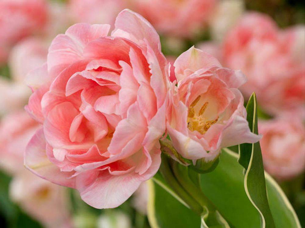 Пионовидные тюльпаны – фото и описание 17 лучших сортов