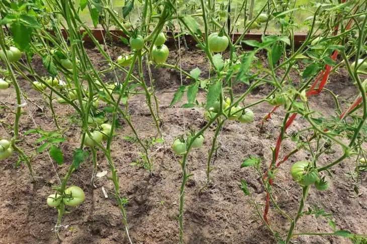 Как поливать помидоры в теплице: правила и ошибки огородников