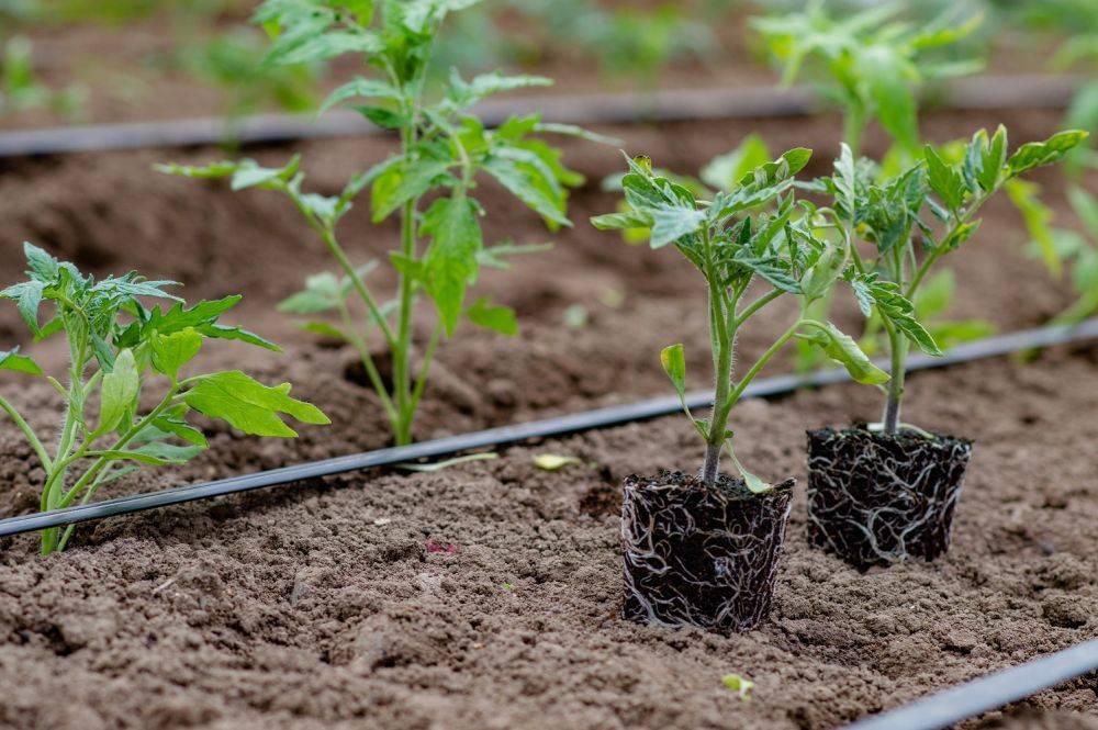 Уход за рассадой томатов сразу после высадки – 5 правил