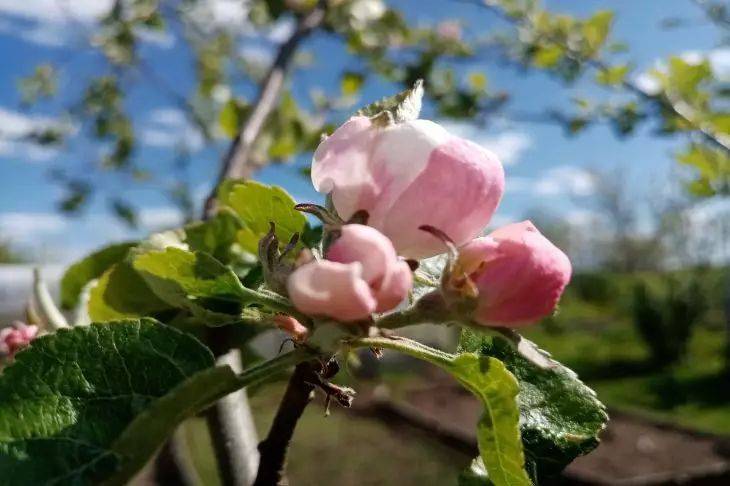 Что делать, если яблоня засохла: советы опытных садоводов