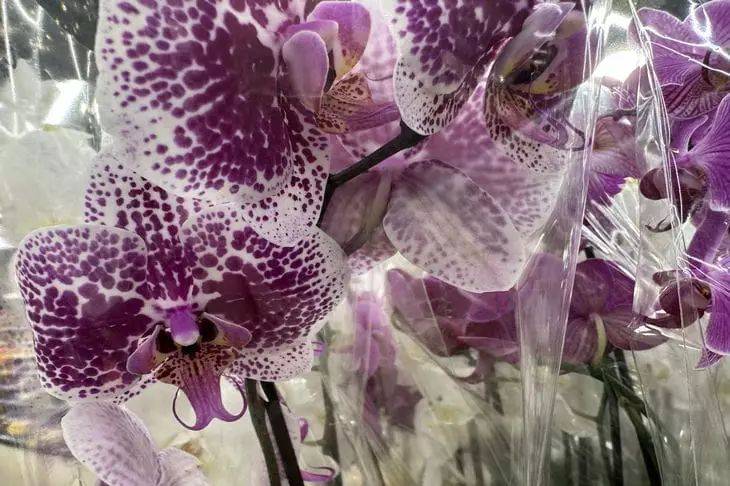 Что нужно знать об орхидеях начинающим цветоводам: 3 главных правила