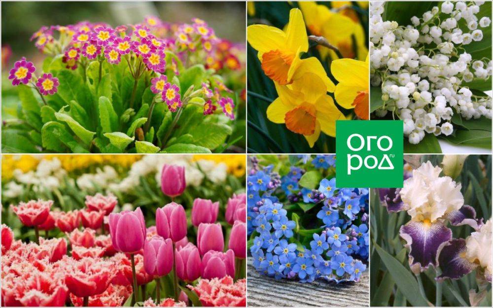 9 привлекательных растений, цветущих в мае
