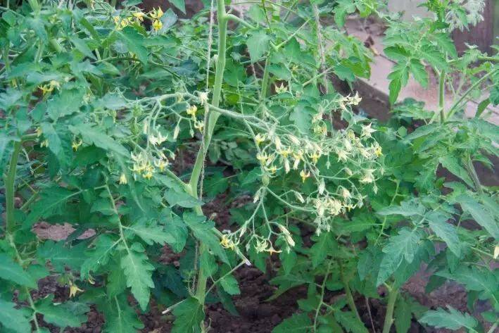 Чем подкормить рассаду томатов после высадки: опытные огородники рассказали