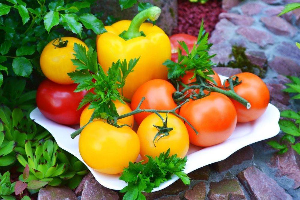 Совместная посадка томатов и перца: секреты выращивания