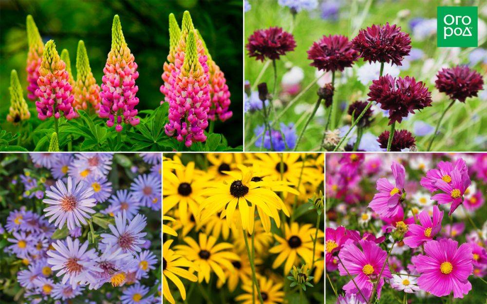 Беззаботный цветник: 15 растений, за которыми почти не надо ухаживать