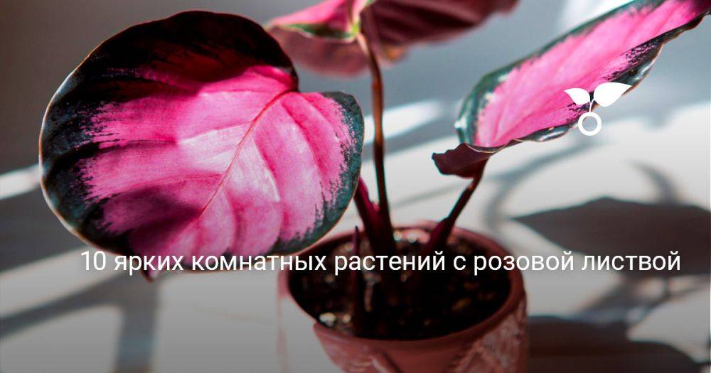 10 ярких комнатных растений с розовой листвой