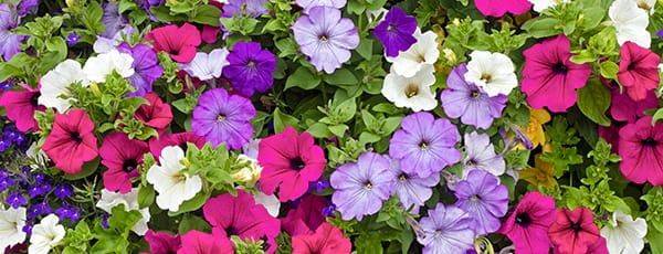 Откройте для себя магию балконных цветов: от посева до цветенияВыбираем лучшие балконные цветы для посева С приближением весны стоит подумать, какие балконные цветы посеять первыми. Вот обзор самых