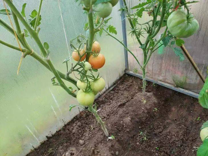 Как повысить урожайность томатов и защитить их от фитофторы: попробуйте живую мульчу