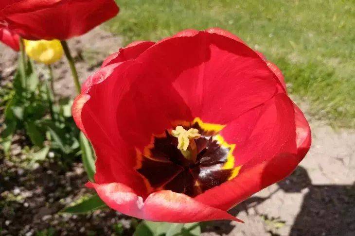 3 средства, которые надежно защитят тюльпаны от вредителей: ни капли химии