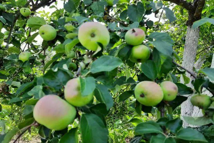 Секрет богатого урожая яблок: вот чем нужно подкормить яблоню в мае - дачная хитрость