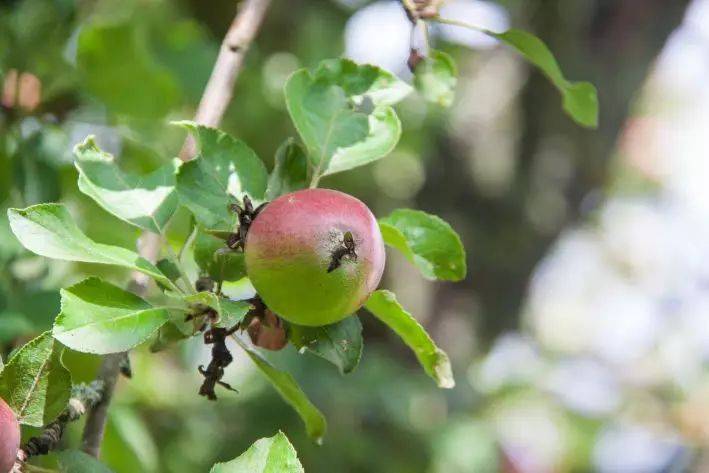 Можно ли сыпать золу под яблоню: ошибается каждый второй огородник