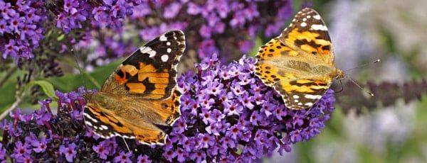 Сад, где обитают бабочки: 10 лучших растений