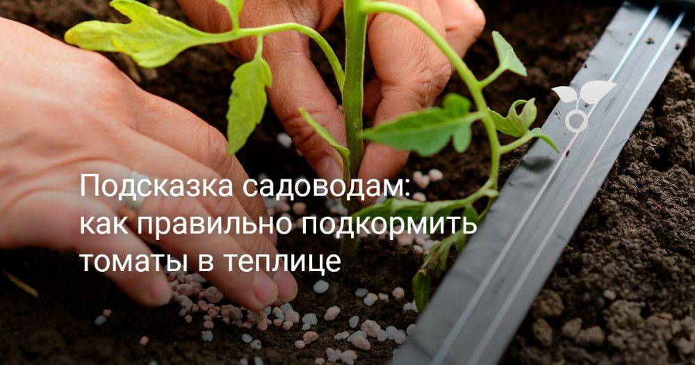 Подсказка садоводам: как правильно подкормить томаты в теплице