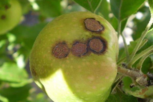 Парша на яблоне: как защитить яблоневый сад
