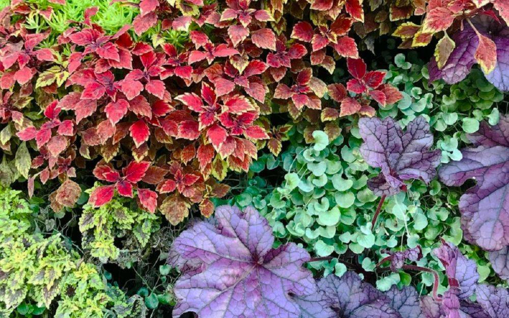 Не хостой единой: 9 растений с роскошной листвой для стильного цветника
