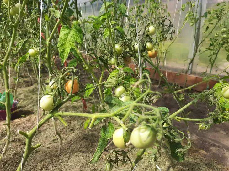 Почему не стоит выбрасывать ботву томатов после пасынкования: вы удивитесь