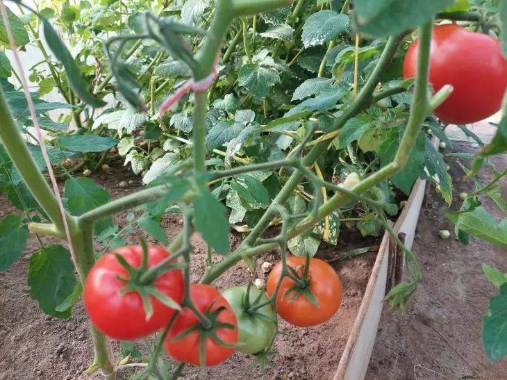 Как кефиром поливать помидоры: советы и рекомендации