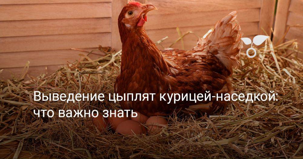 Выведение цыплят курицей-наседкой: что важно знать