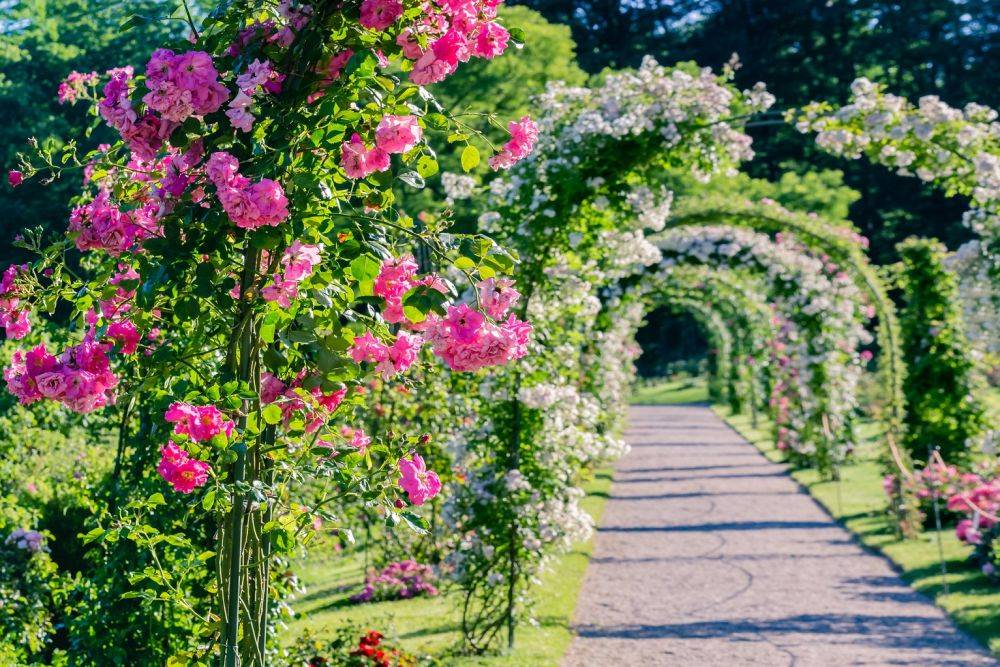 Арка из плетистых роз: правила выращивания и лучшие сорта