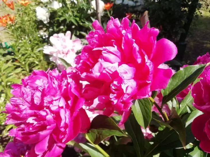 Как защитить пионы от болезней летом: 4 важных средства - они спасут цветы