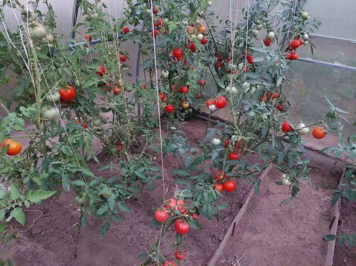 Нужно ли удалять нижние листья у томатов? Правильный ответ удивит многих дачников