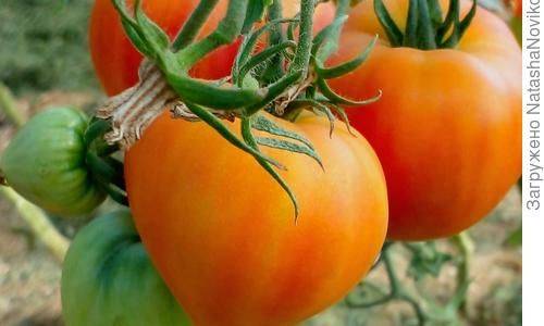 'Немецкая оранжевая клубника' – вкусный томат