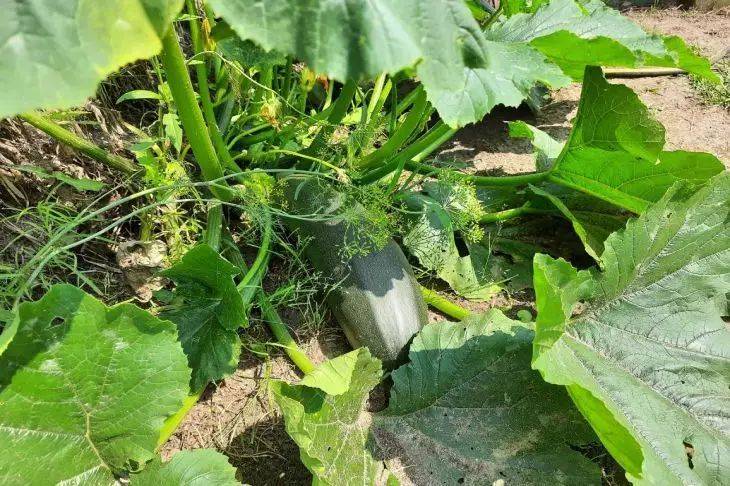Какие овощи нельзя сажать рядом с кабачками: ошибки огородников и важные советы