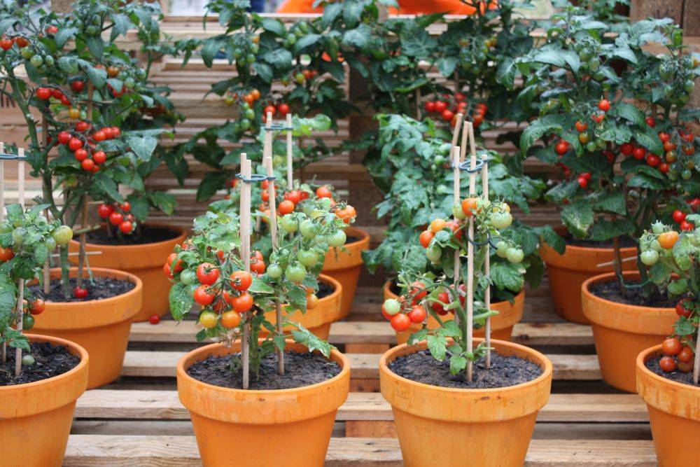 Советы по выращиванию томатов в горшках