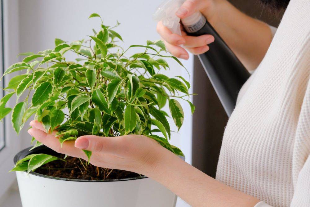 Как лечить комнатные растения